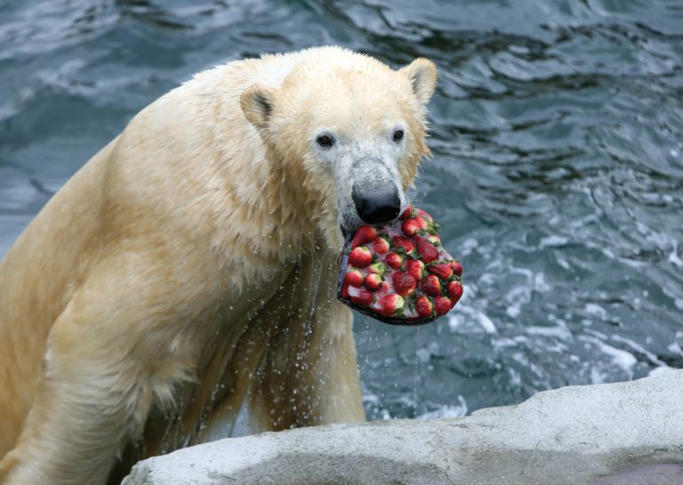 Zoo in Love: Bei Kuss ein Ticket gratis