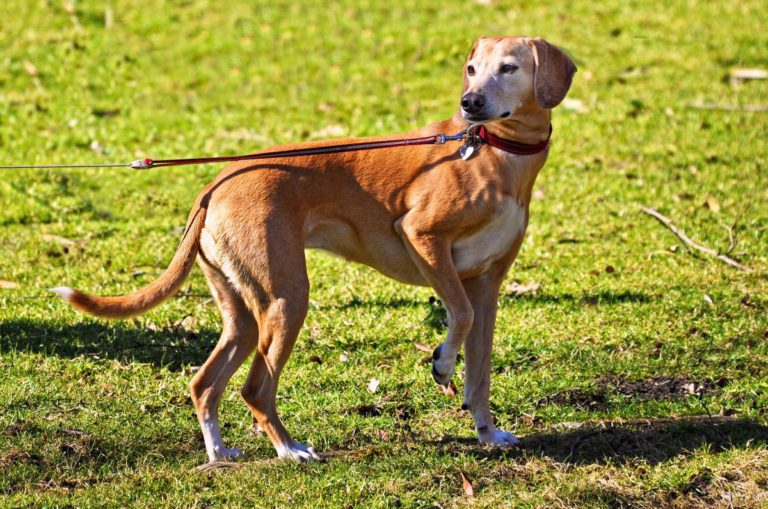 1. April bis 15. Juli: Generelle Anleinpflicht für Hunde während der Brut- und Setzzeit