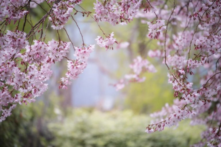 Zierkirschen und Zieräpfel bringen den Frühling in die Innenstadt