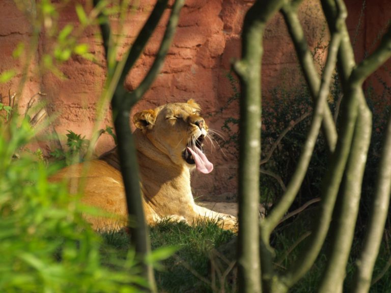 Wenn der Zoo erwacht – Führung durch den Erlebnis-Zoo vor der Öffnungszeit
