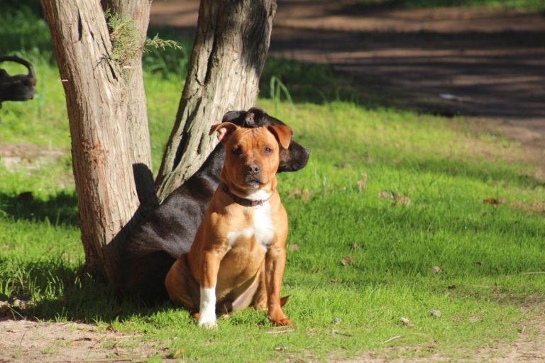 Muss Staffordshire-Terrier „Chico“ nun eingeschläfert werden?