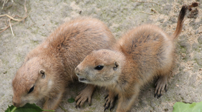 Mini-Buddler und Riesensprünge