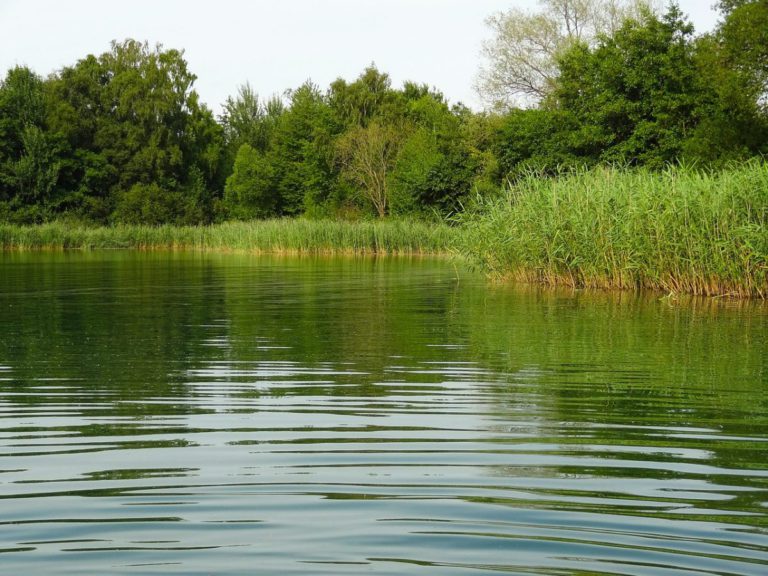 Vorsicht beim Baden: Erhöhtes Aufkommen von Blaualgen