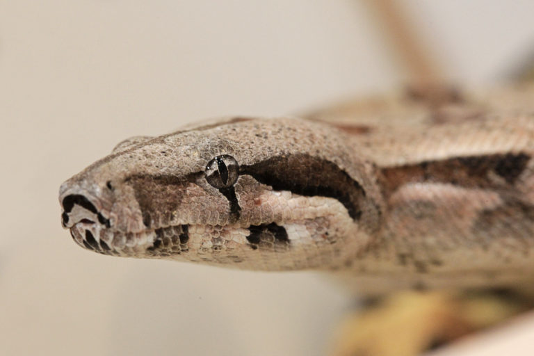 Exotische Tiere zu Gast in Hannover