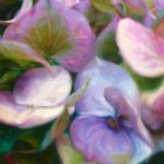 Margitta Abels Blau-violette Blüten