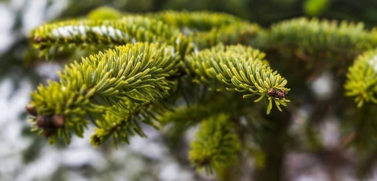 O Tannenbaum, wohin mit Dir? Abholtermine!