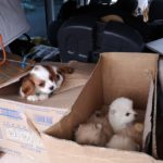 Polizei Hannover verhindert illegalen Welpenhandel