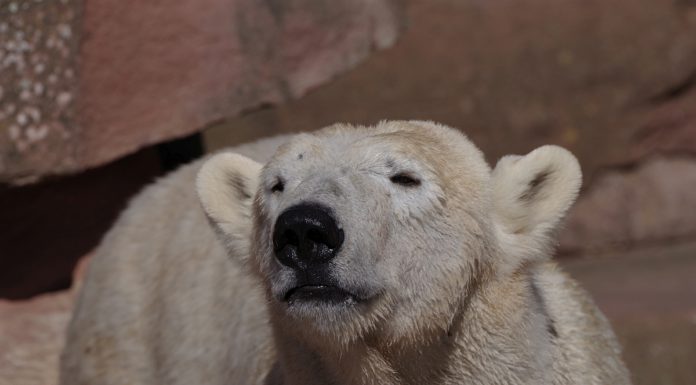 Zweite Eisbärin für Yukon Bay