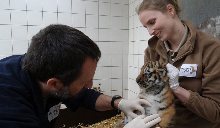 Neuigkeiten vom Tiger – Nachwuchs – Es sind drei Brüder!