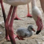 Flamingo-Küken am Sambesi im Erlebnis-Zoo Hannover