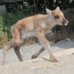 Karibu Forrest in Yukon Bay_Erlebnis-Zoo Hannover