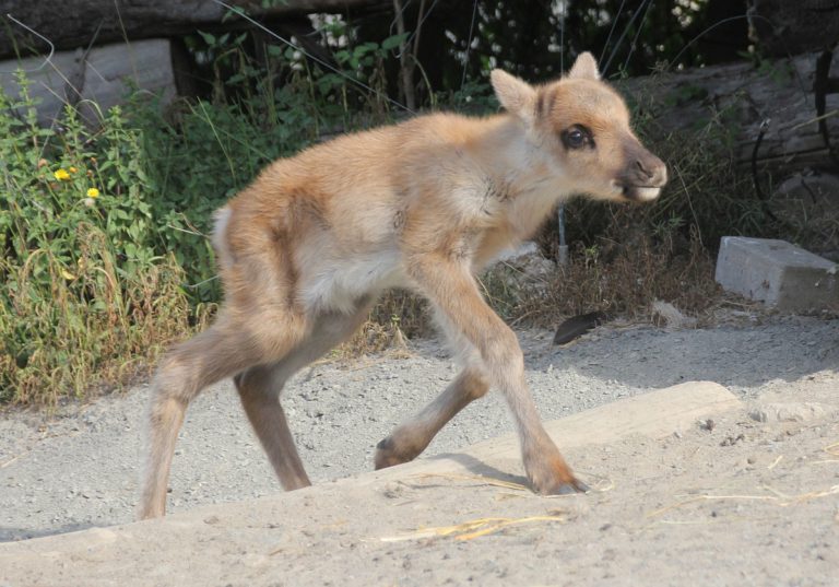 „Flugsaurier“ und andere junge Wilde im Erlebnis-Zoo