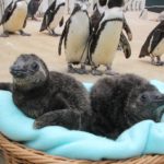 Pinguine Evan und Steven in Yukon Bay_Erlebnis-Zoo Hannover