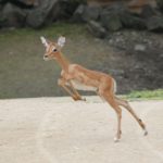 Springendes-Impala-Jungtier-im-Erlenis-Zoo-Hannover
