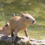 Wasserschwein-Jungtier im Erlebnis-Zoo Hannover