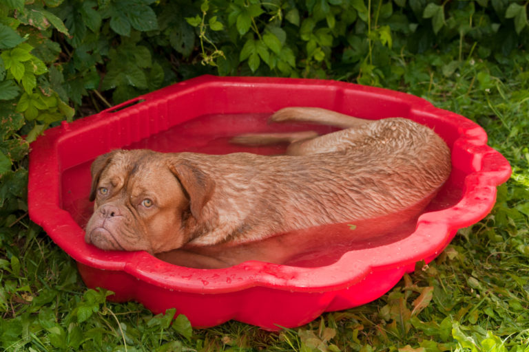 Die Hundstage kommen – Es wird heiß!