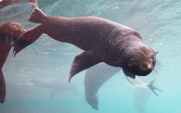 Erlebnis-Zoo Hannover: Schwimmschule für Seebären
