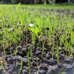 grass-seed-2643455_1280