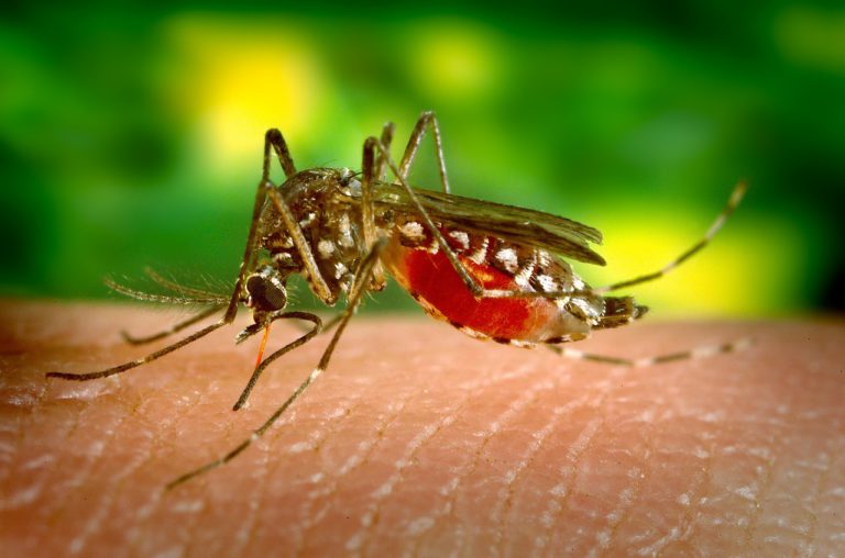 Vorsicht bei Insektenstichen: Johanniter geben Tipps für Erste Hilfe bei Mücken- und Wespenstichen