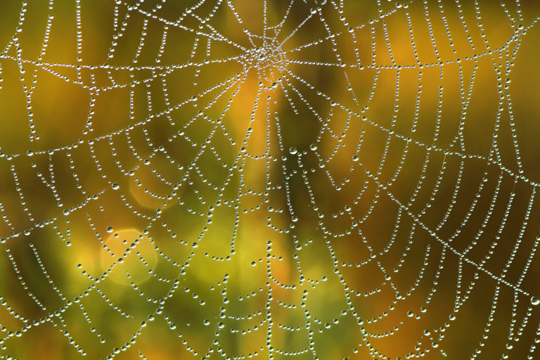 Altweibersommer voraus: Herbstliches Wetter fast chancenlos
