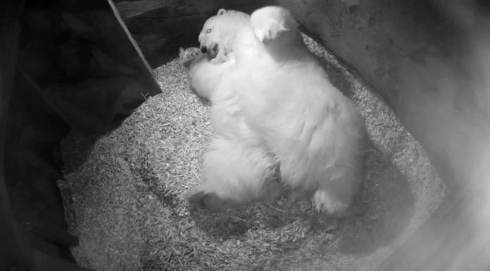 Milana ist Mutter: Erster Eisbären-Nachwuchs im Erlebnis-Zoo Hannover