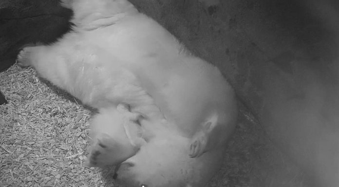 Neues vom Eisbären-Nachwuchs – Ersten zwei kritischen Wochen überstanden