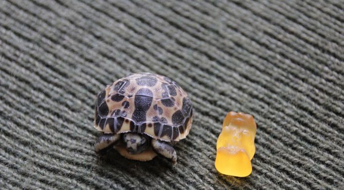 Gut gepanzertes Jungtier