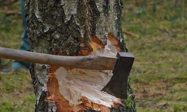 Baumfällungen an der Elsa-Brändström-Schule
