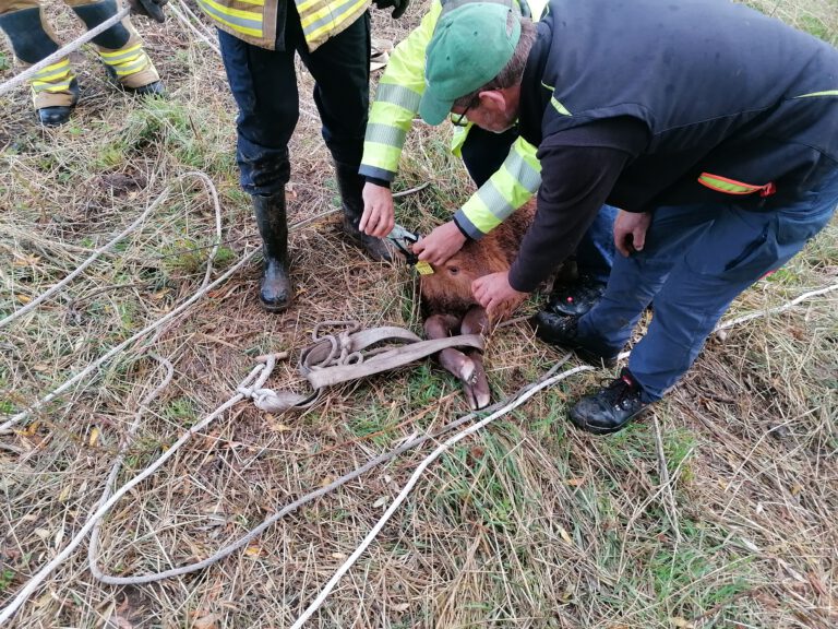 Feuerwehr rettet Kalb aus der Leine