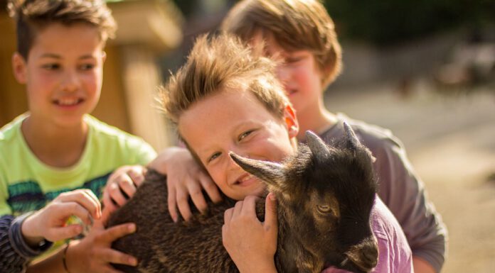 Tierisches Zoo-Abenteuer für Feriengruppen: Erlebnis-Zoo bietet vergünstigte Kindergruppenpreise in den Sommerferien an