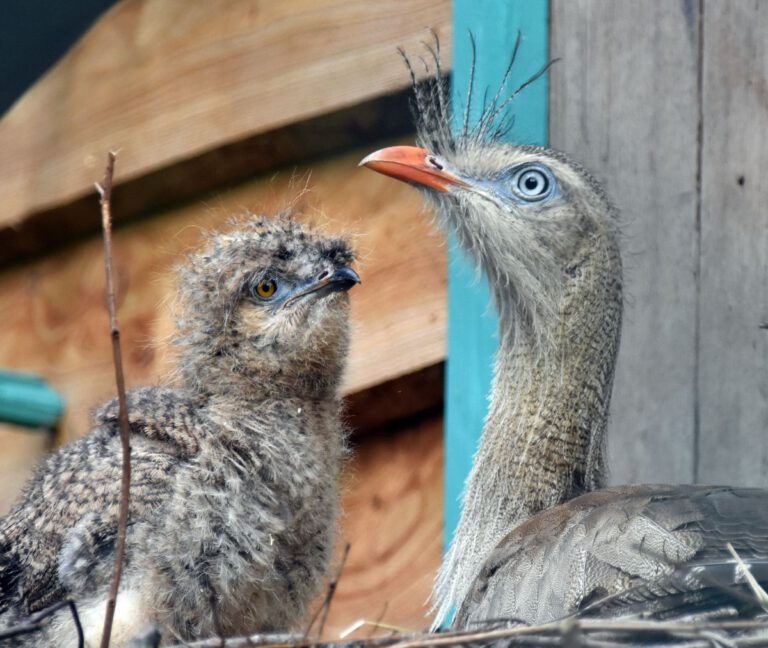 Erster Nachwuchs bei den Rotfußseriemas im Erlebnis-Zoo Hannover geschlüpft