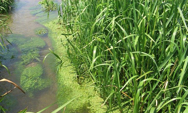Erhöhtes Aufkommen von Blaualgen an Kiesteichen und Maschseebad, Vorsicht ist geboten !