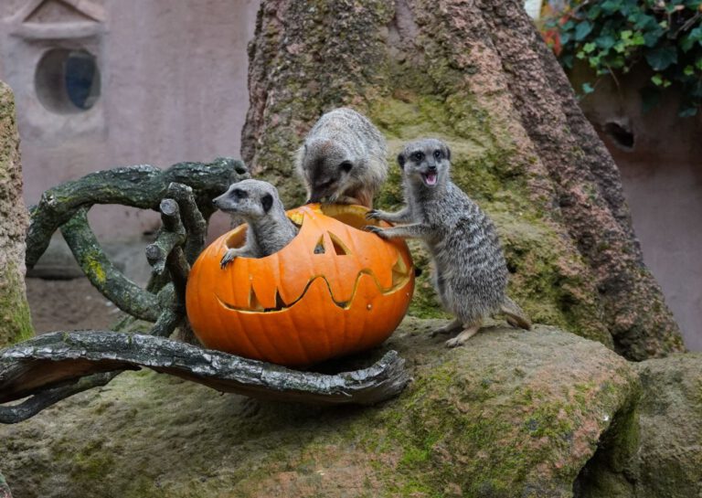 Halloween-Workshop im Erlebnis-Zoo