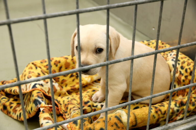 Achtung Tollwut – Reisen mit Tieren:  Veterinäramt der Region: unbedingt Einfuhrvorschriften beachten!