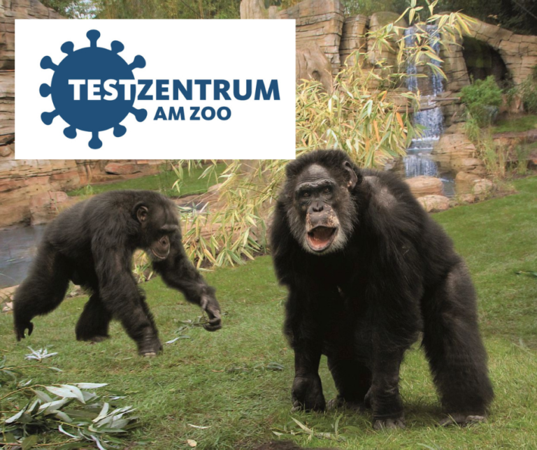 Kostenlose Bürgertests am Zoo: Wiederaufnahme des Drive-in-Testzentrums