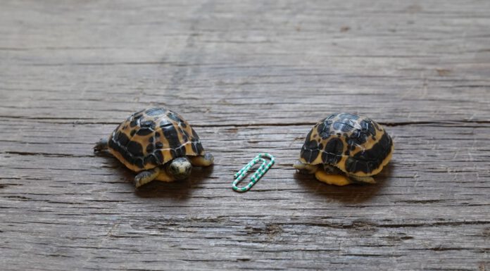 Nachwuchs bei den Madagassischen Spinnenschildkröten im Erlebnis-Zoo Hannover