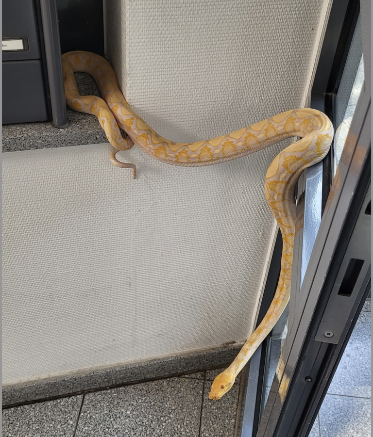 Hannover Stöcken: Ein herrenloser Python beschäftigte am Dienstagvormittag die Tierrettung der Feuerwehr Hannover.