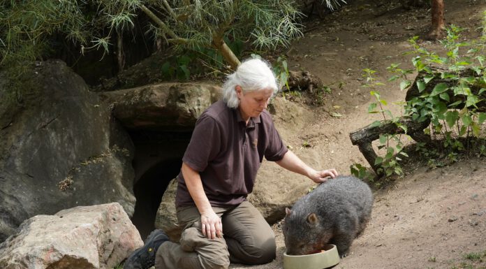 Es ist ein Junge – Wombat-Nachwuchs im Erlebnis-Zoo Hannover lüftet Geheimnis