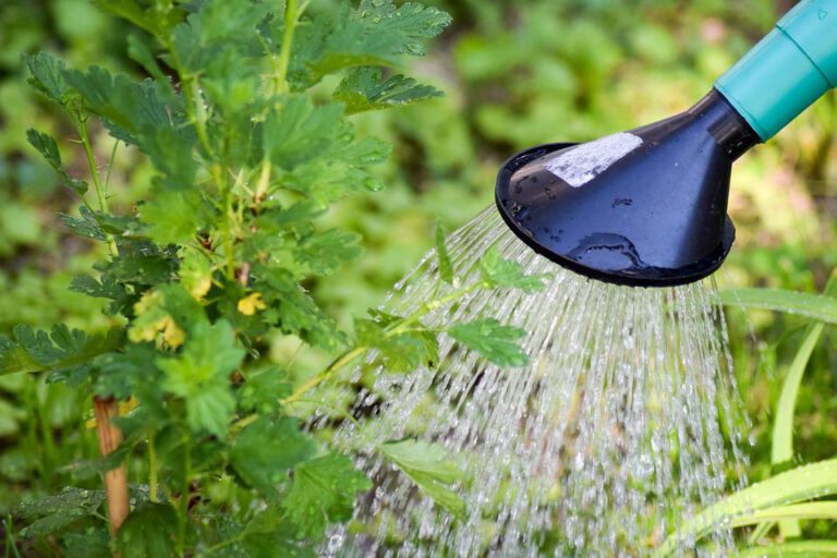 Gießen ja, pumpen nein: Auch für den heimischen Garten gelten Regeln – Region Hannover beobachtet verstärkt Verstöße