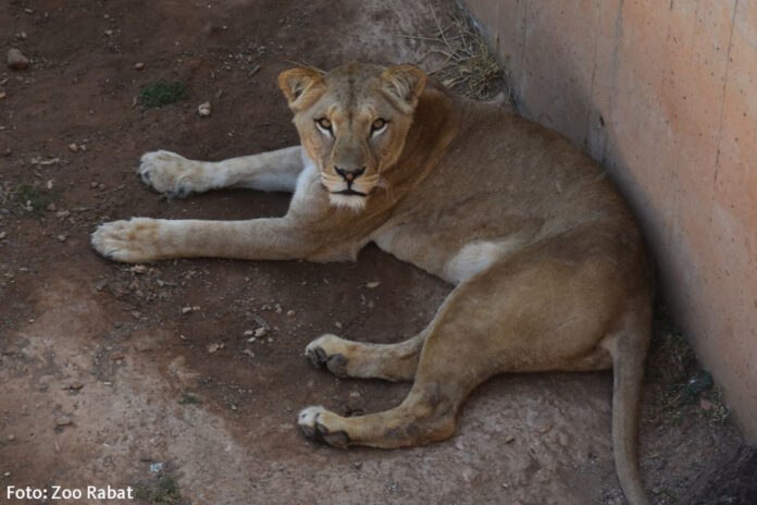 Berberlöwin Zara_Foto Zoo Rabat_Marokko_Copyright