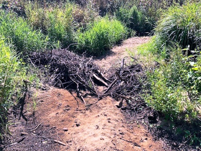 Zerstörter Biberdamm_Quelle Holger Machulla