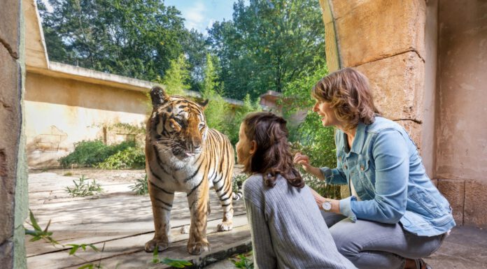 Tiger im Erlebnis-Zoo Hannover