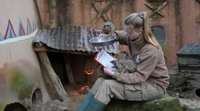 Pflegerin bei der Inventur der Erdmännchenh. Diese nehmen es als willkommene Abwechslung und klettern überall auf der Pflegerin herum.