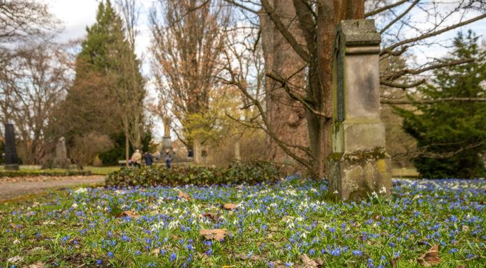 Rechtzeitig zum Frühlingsanfang kommt die Scilla-Blüte auf dem Lindener Bergfriedhof in Schwung