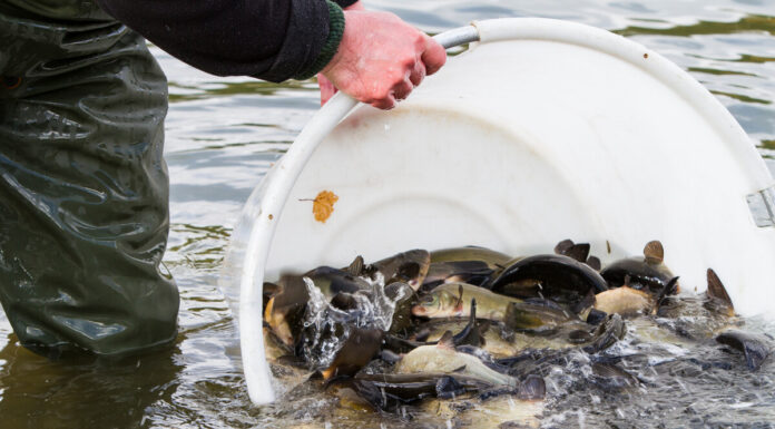 Hannoveraner Angelverein beteiligt sich an einem Forschungsprojekt und erntet mit Ergebnissen weltweite Resonanz Foto: Anglerverband Niedersachsen, Florian Möllers