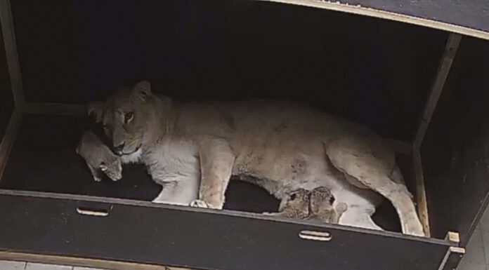 Nachwuchs bei den seltenen Berberlöwen im Eelebnis-Zoo