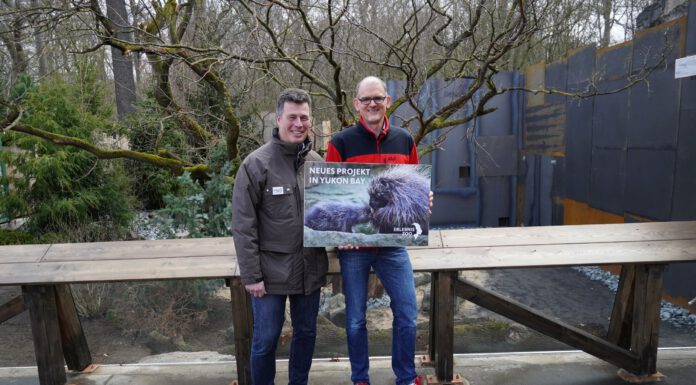 Zoo-Geschäftsführer Andreas M Casdorff und Zoofreunde-Vorsitzender Christian Wagner stellen die neue Urson-Anlage in Yukon Bay vor - Foto Erlebnis-Zoo Hannover