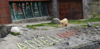 Adieu Nana - die junge Eisbärin wird mit einem großen Buffet verabschiedet - Foto Erlebnis-Zoo Hannover