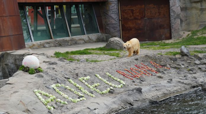 Adieu Nana - die junge Eisbärin wird mit einem großen Buffet verabschiedet - Foto Erlebnis-Zoo Hannover