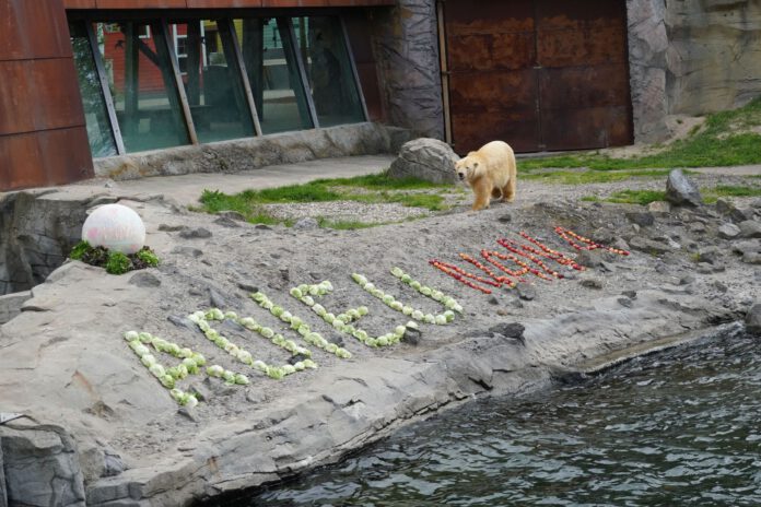Adieu Nana - die junge Eisbärin wird mit einem großen Buffet verabschiedet - Foto Erlebnis-Zoo Hannover
